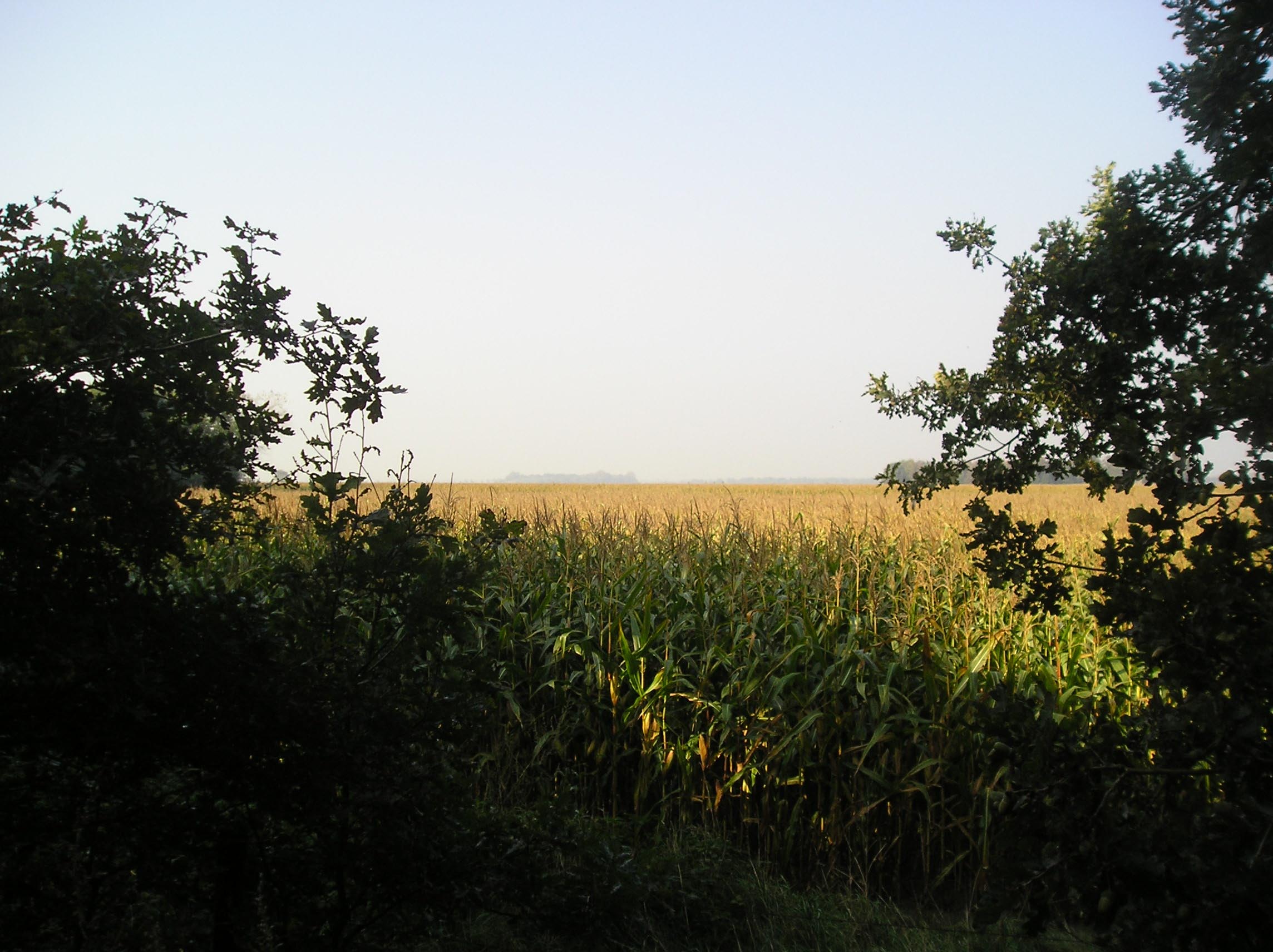 Foto van een doorkijkje op een landschap in Gemert