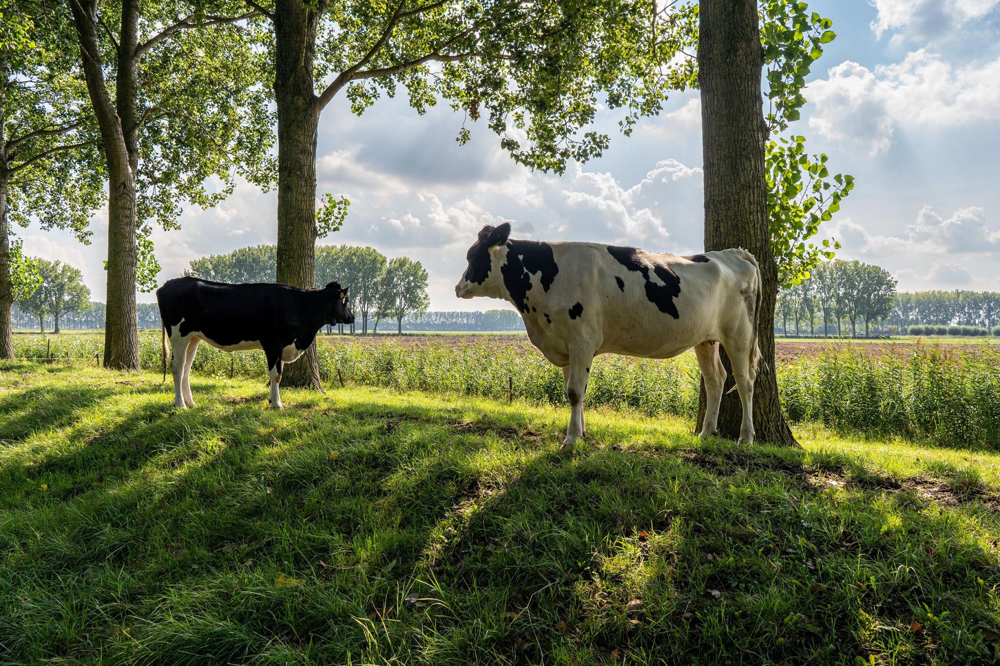 Foto van koeien bij een melkveehouderij