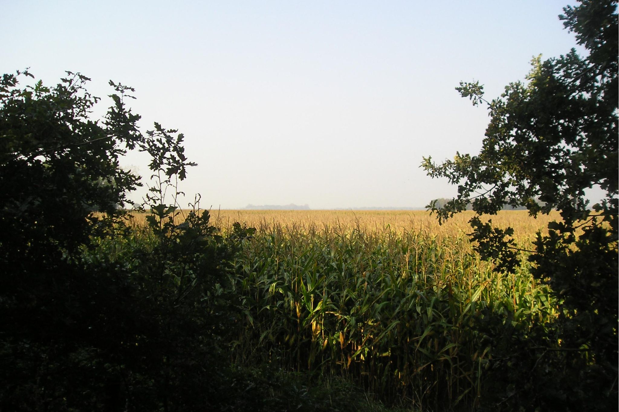 Foto van een doorkijkje op een landschap in Gemert